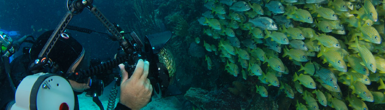 Digital Underwater Photographer PADI Specialties