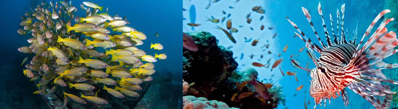 AWARE – Coral Reef Conservation