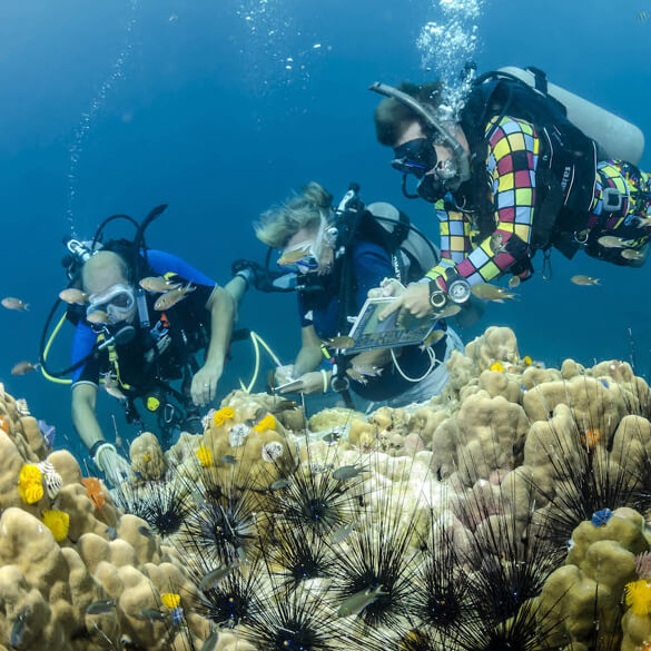 UNDERWATER NATURALIST